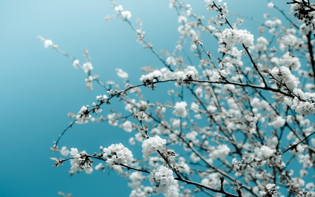 Flowers. Desktop wallpaper