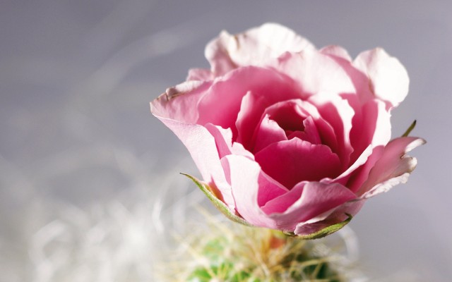 Flowers. Desktop wallpaper