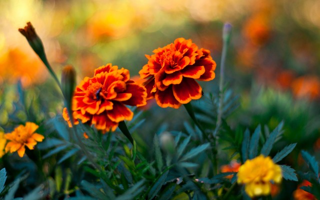 Flowers. Desktop wallpaper