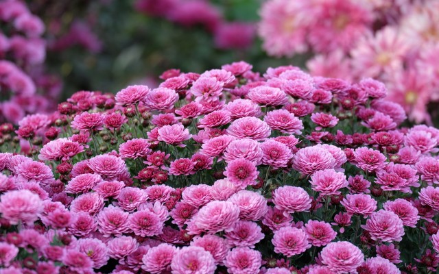 Flowers. Desktop wallpaper