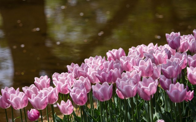 Flowers. Desktop wallpaper