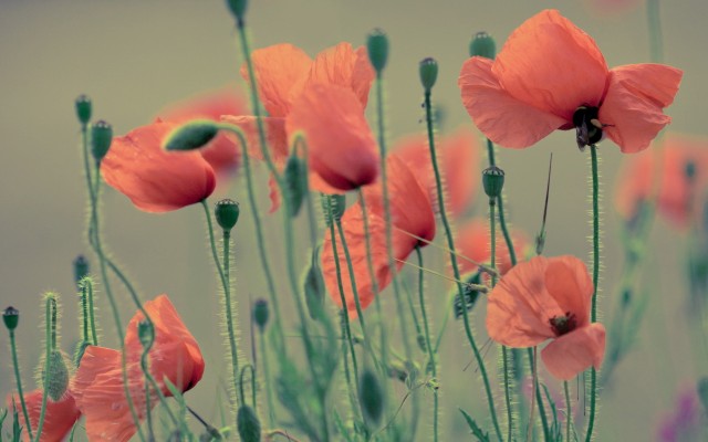 Flowers. Desktop wallpaper