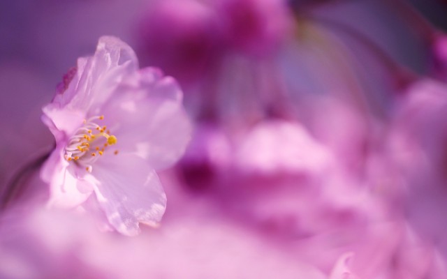 Flowers. Desktop wallpaper