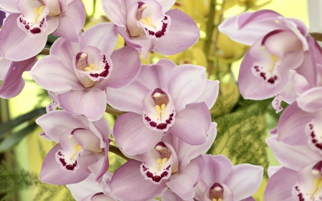 Flowers. Desktop wallpaper