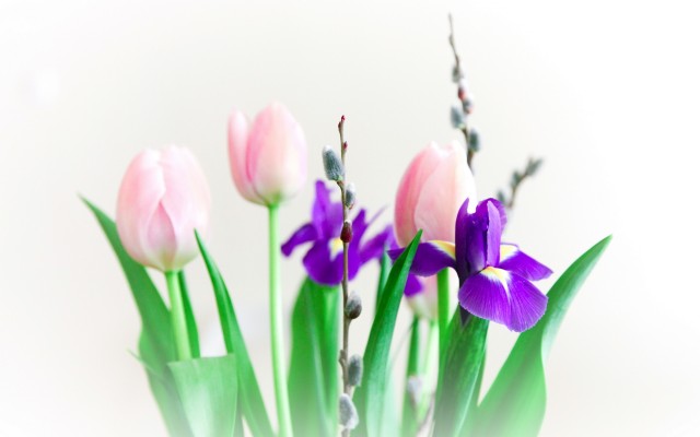 Flowers. Desktop wallpaper