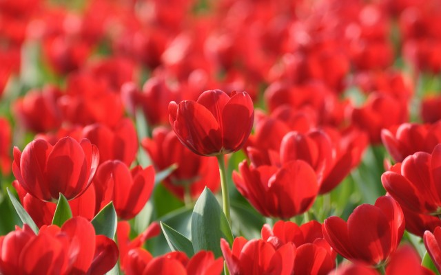Flowers. Desktop wallpaper