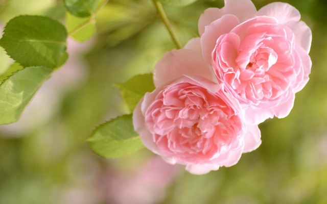 Flowers. Desktop wallpaper