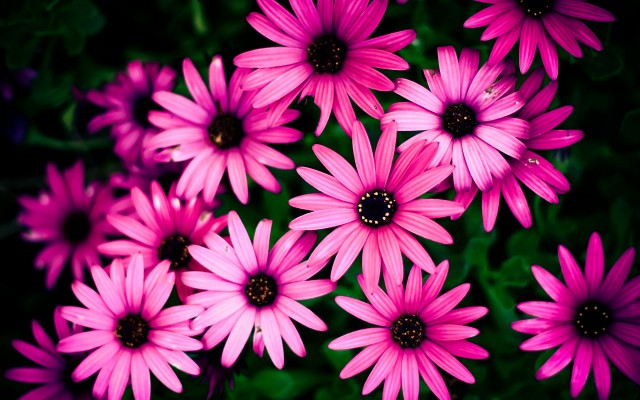 Flowers. Desktop wallpaper