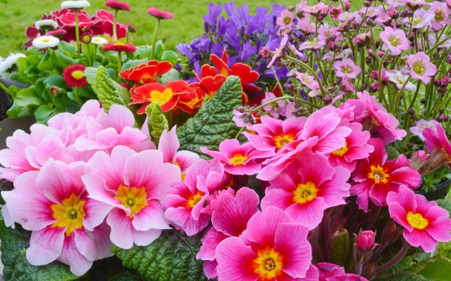 Flowers. Desktop wallpaper