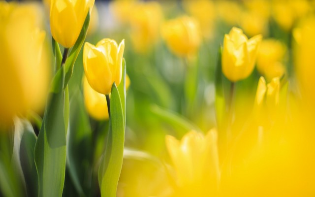 Flowers. Desktop wallpaper