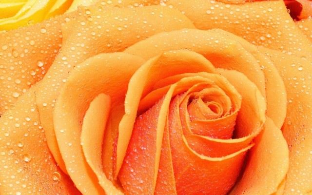 Flowers. Desktop wallpaper