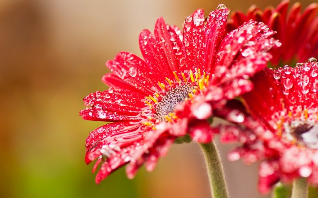 Flowers. Desktop wallpaper