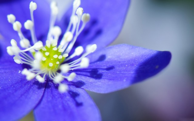 Flowers. Desktop wallpaper