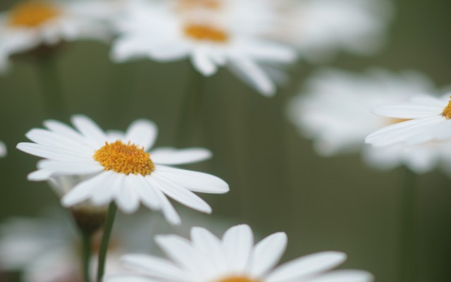 Flowers. Desktop wallpaper