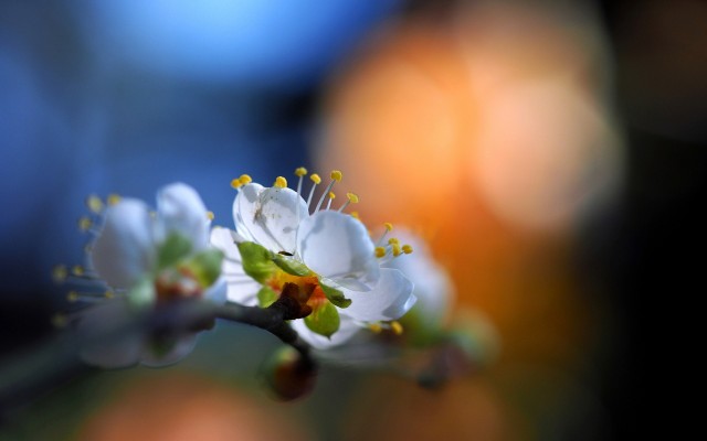 Flowers. Desktop wallpaper