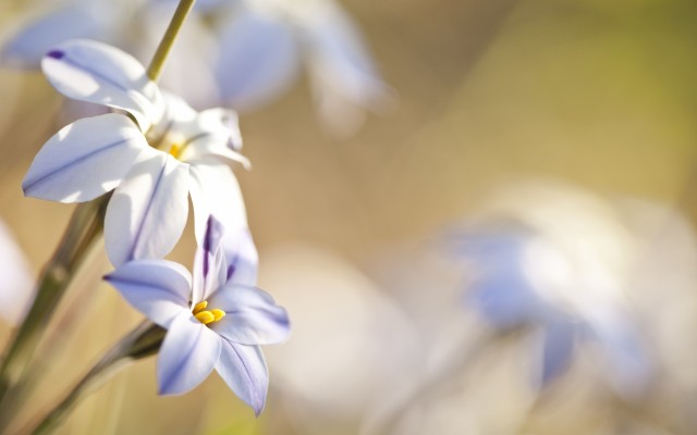 Flowers. Desktop wallpaper