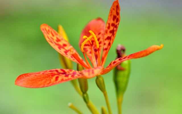Flowers. Desktop wallpaper