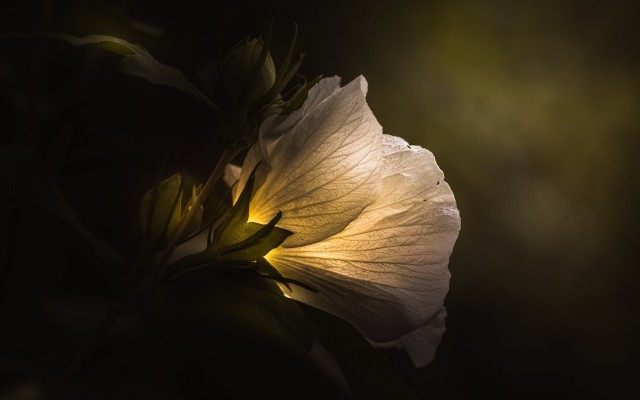 Flowers. Desktop wallpaper
