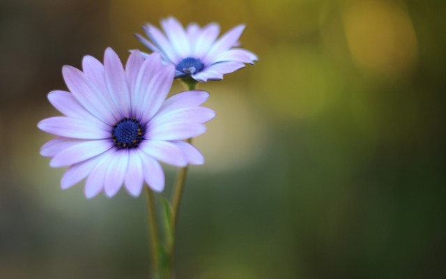 Flowers. Desktop wallpaper