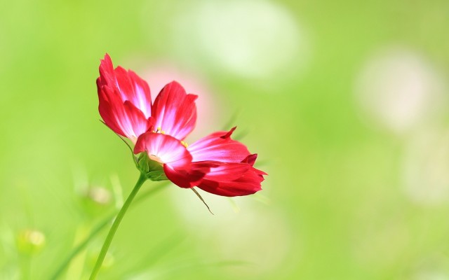 Flowers. Desktop wallpaper