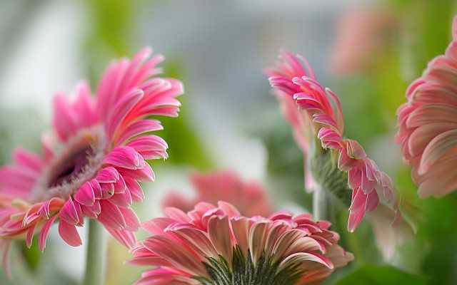 Flowers. Desktop wallpaper