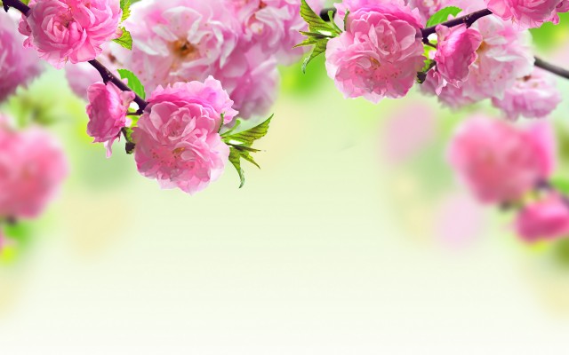 Flowers. Desktop wallpaper