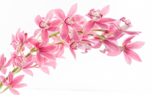 Flowers. Desktop wallpaper
