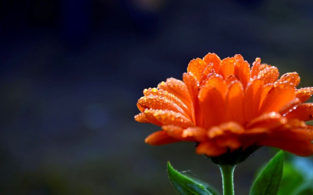 Flowers. Desktop wallpaper
