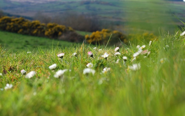 Flowers. Desktop wallpaper