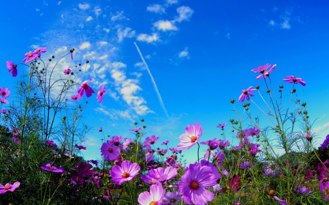 Flowers. Desktop wallpaper