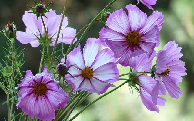 Flowers. Desktop wallpaper