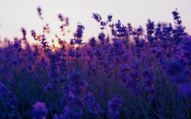 Flowers. Desktop wallpaper