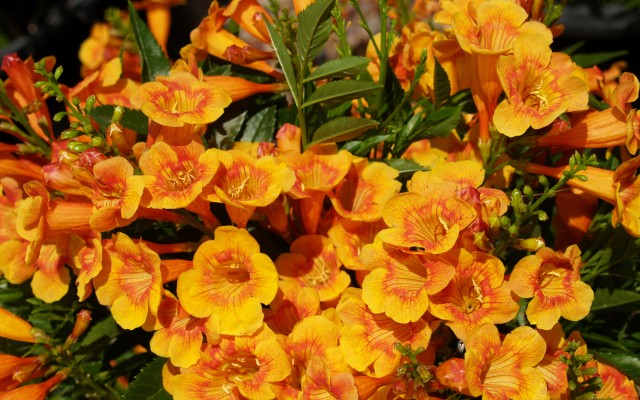Flowers. Desktop wallpaper