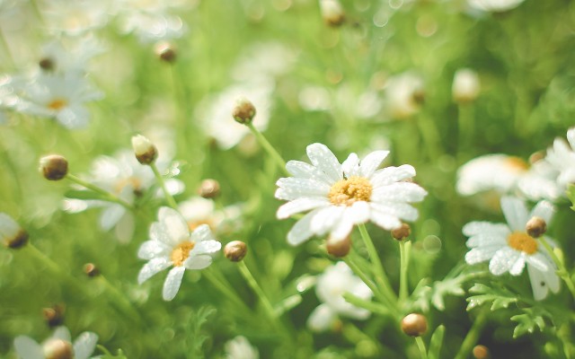Flowers. Desktop wallpaper