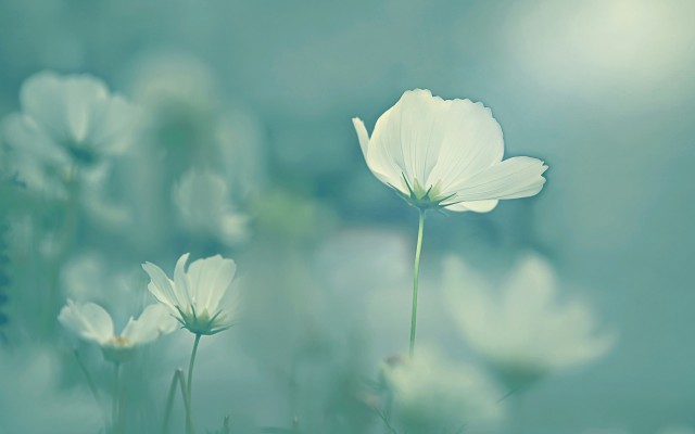 Flowers. Desktop wallpaper