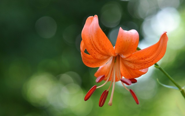 Flowers. Desktop wallpaper