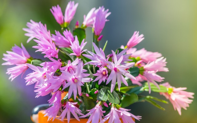 Flowers. Desktop wallpaper