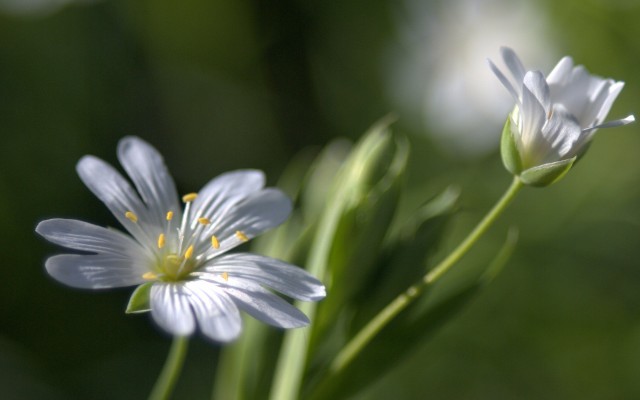 Flowers. Desktop wallpaper