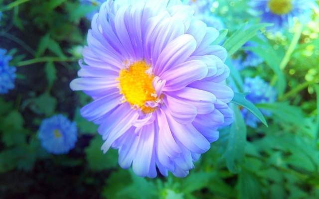 Flowers. Desktop wallpaper