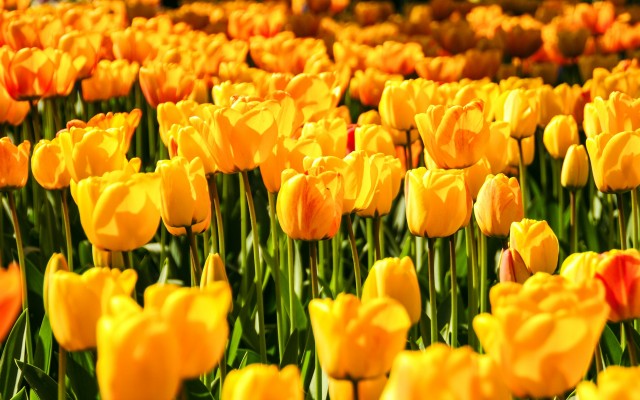 Flowers. Desktop wallpaper