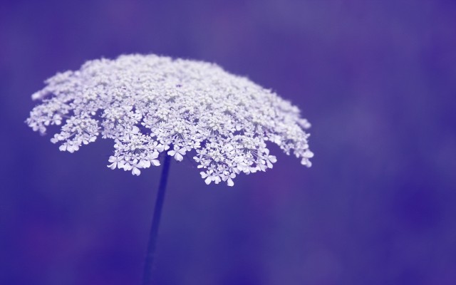 Flowers. Desktop wallpaper