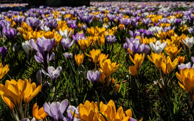 Flowers. Desktop wallpaper