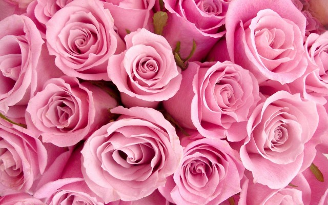 Flowers. Desktop wallpaper
