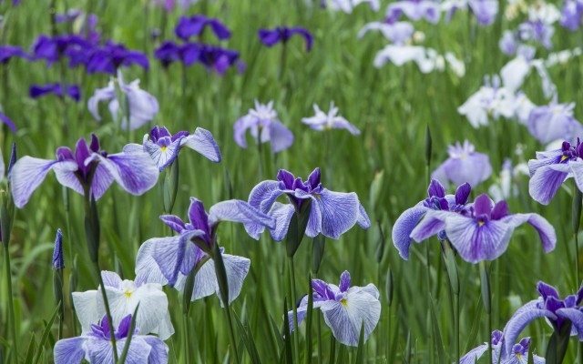 Flowers. Desktop wallpaper