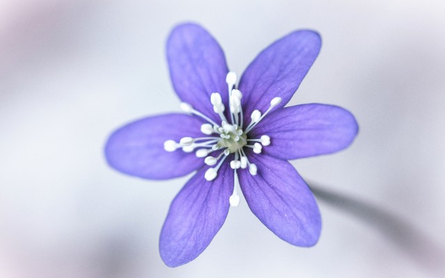 Flowers. Desktop wallpaper