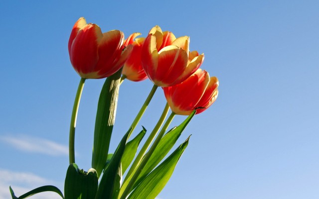 Flowers. Desktop wallpaper