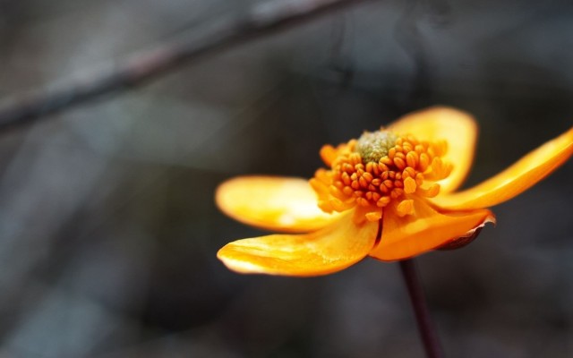Flowers. Desktop wallpaper