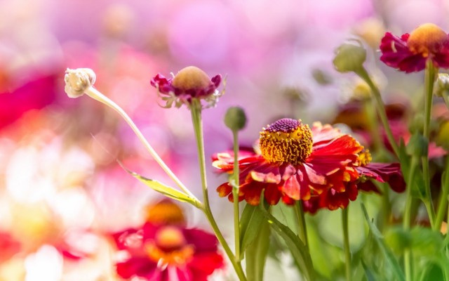 Flowers. Desktop wallpaper
