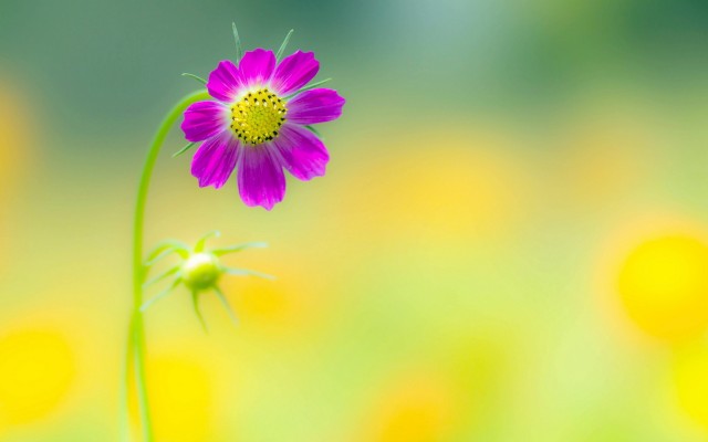 Flowers. Desktop wallpaper