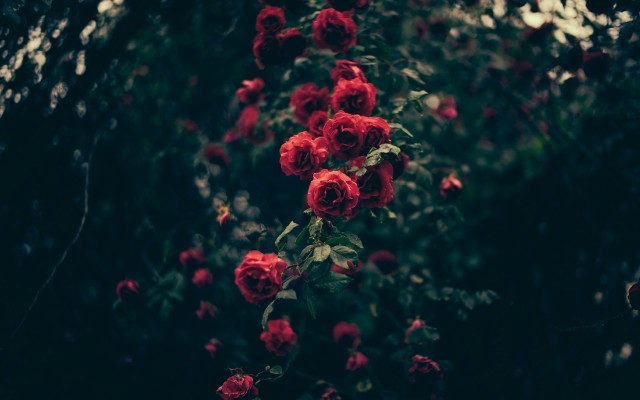 Flowers. Desktop wallpaper
